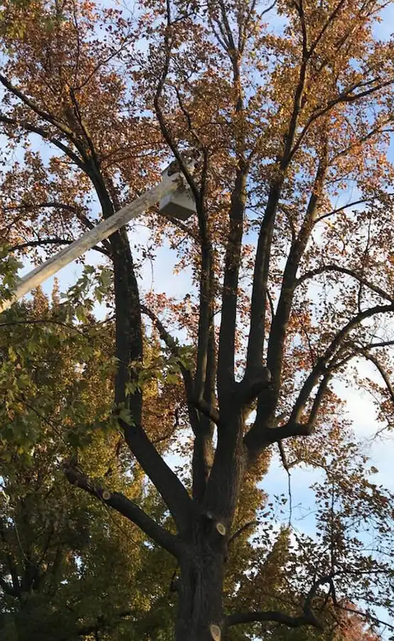 To The Top Tree Service - residential tree services, professional in bucket truck crane trimming a large tree - Springfield, IL