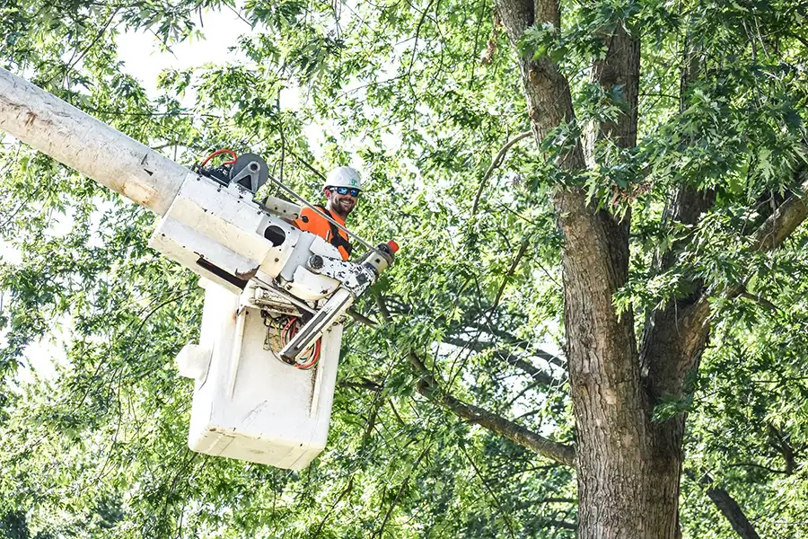 To The Top Tree Service - professional in a bucket truck crane shaping and pruning a tree - Springfield, IL