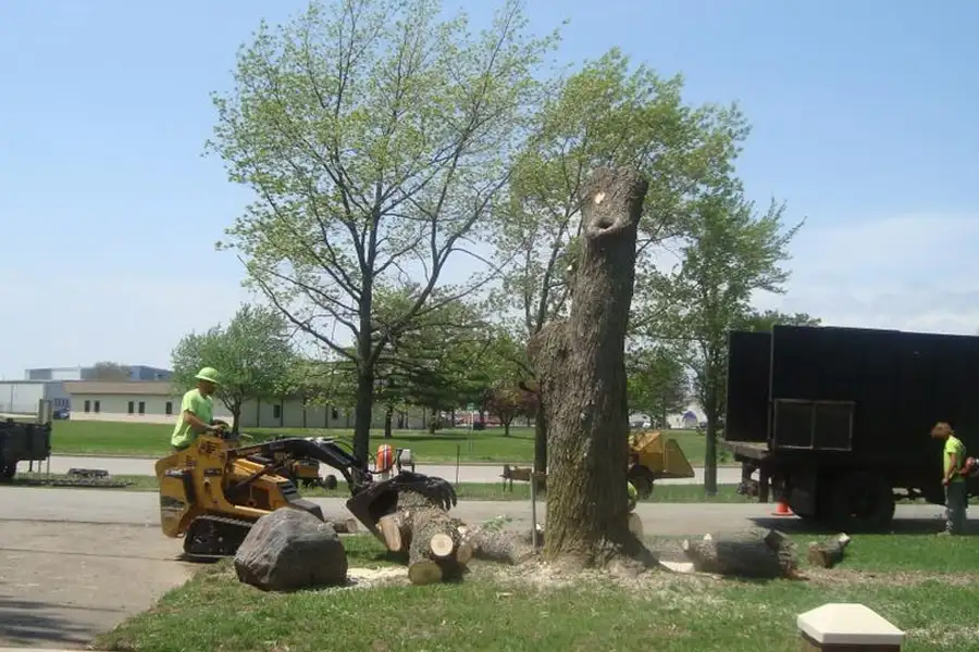 To The Top Tree Service - Tree Removal services and cleanup - Springfield, IL