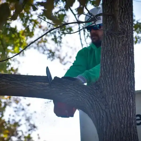 To The Top Tree Service - professional tree trimming, tree services - Springfield, IL