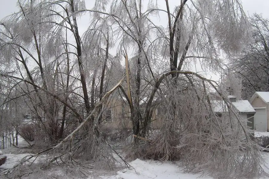Emergency Storm Services, ice storm weighed down limbs of large willow tree, needs professional assistance to safely remove tree - Springfield, IL